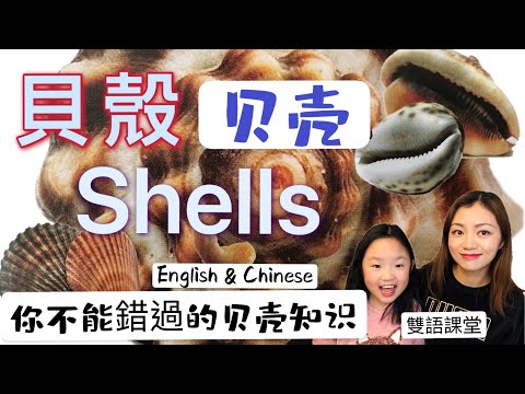 貝殼種類