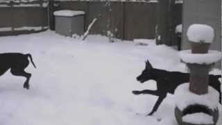 preview picture of video '#1 Great Dane in the country playing in snow'