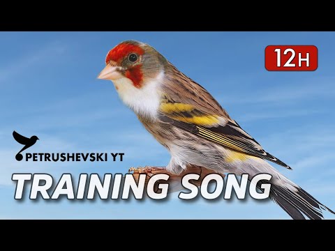 Goldfinch Mule - 12h The Best Singing