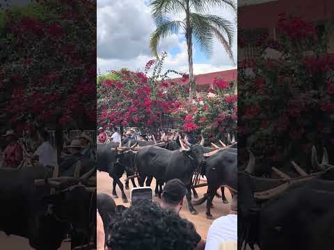 Desfile da moagem Água Fria de Goiás!