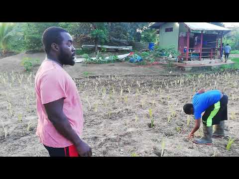 How to Plant Dasheen Plants