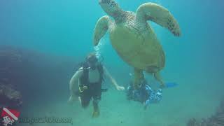 White-tip reef shark gliding along coral ridge near Horseshoe Reef, Honolulu