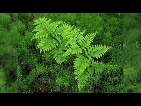 Bracken - Pteridium aquilinum.  Identification and characteristics.