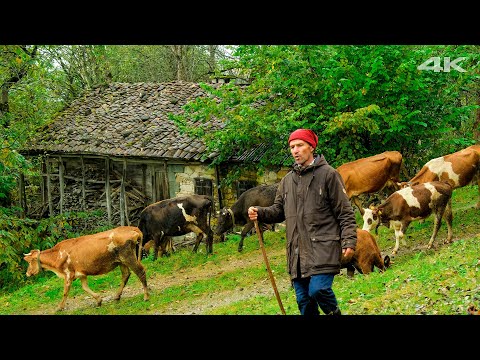Lone Migration - Challenging Journey from Plateau to Village | Documentary ▫️4K▫️