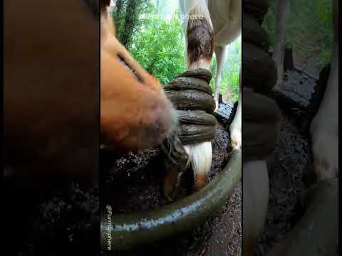 My Dog Ran Into a Tsunami to Save a Goat… 😭🌊🐶