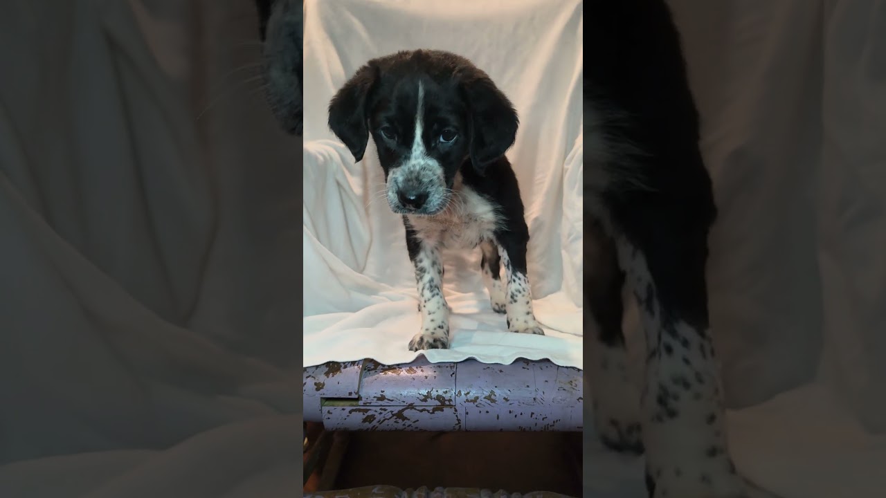 Enlarge Sloane, a Adoptable mixed breed in Blairstown, NJ video 3/6