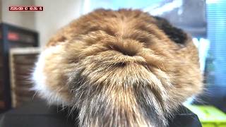 三毛猫フミちゃん　 LIVE配信　2026年8月10日　calico cat　(LIVE stream)