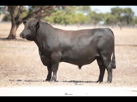 Duck Island Composite - Lot 7 POZ