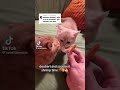 Doobert And Scoobert Catshorts Catmeme Meme Kittten Funny Catsnkittens Catpicture Catlover
