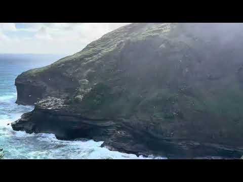 Sula červenonohá (Sula sula) — kolónia na Kīlauea Point, Kauai (Havaj)