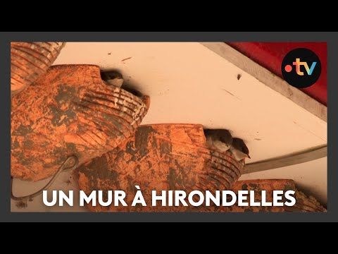 A wall for swallow nests in a lock