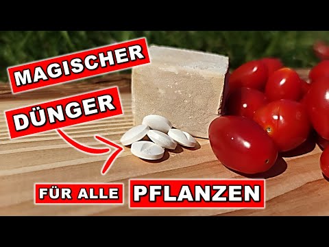TOMATEN DÜNGEN 🍅 Superdünger für Gurken & Co! Erfahre das Geheimnis hinter dem EXTRA-Geschmack🤯