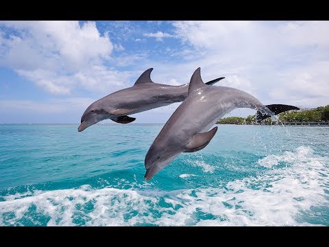 Nice Music - Bryan Milton ft. Natune - Let Love Live (Original mix)