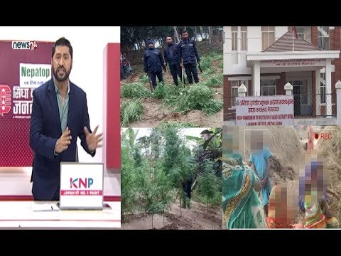 प्रहरी कार्यालय अघिनै गाँजा खेती,रिपोर्टिङ पछि फाँडियो।अख्तियारका कर्मचारीको यस्तो दादागिरी !