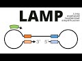 Loop mediated isothermal amplification (LAMP protocol explained)