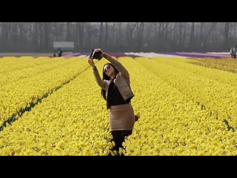 Hollanda’nın dünyaca ünlü lale bahçesi Keukenhof 74  kez kapılarını açtı