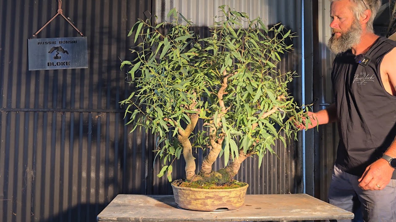 River red gum Bonsai revisited after its winter repot and lets trim the tree