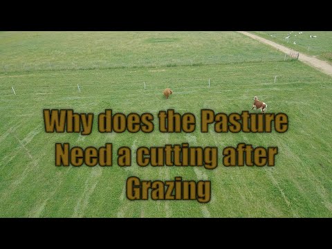 YouTube video about: How long to keep horses off pasture after mowing?