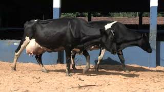 Vídeo 36 - 1ª ETAPA MEGA LIQUIDAÇÃO TOTAL AGROPECUÁRIA MARAJOARA - DIA 4 | GADO GIROLANDO E HOLANDÊS