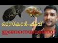 Oscar fish care malayalam/Oscar Fish Feeding Malyalam/Oscar Fish Malayalam/Fire Red Oscar Malayalam
