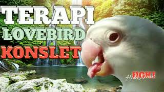 Download lagu Terapi suara burung lovebird konslet mp3