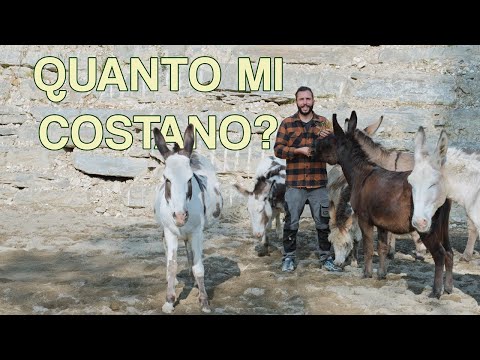 How much does a DONKEY cost?