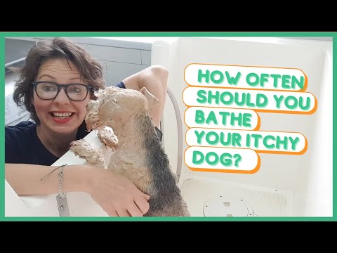 YouTube video about: How often should I bathe my dog with skin allergies?