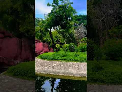 #jabber #monkey #funny