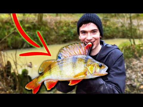 Fishing TINY Streams (Float and Feeder Fishing)