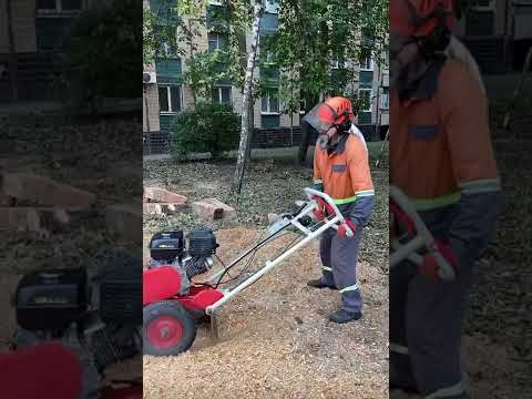 Обрезка веток - фото 4 - id-p6795909