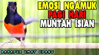 Download lagu PANCINGAN murai batu GACOR DOR pagi hari melatih lawan BONGKAR ISIAN mp3