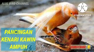 Download lagu PANCINGAN KENARI KAWIN AMPUH DIJAMIN TOKCER master... mp3