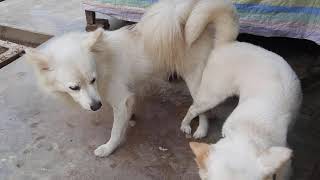 Why Dogs Get Stuck After Mating - Breeding Process Explained || Mating of dogs || Don