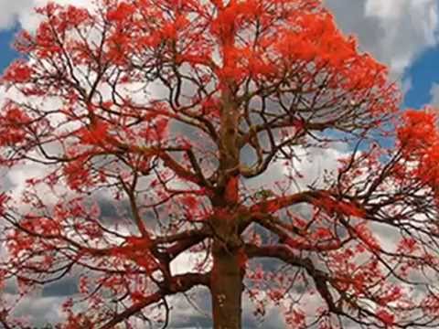 COLD CHISEL  - FLAME TREES