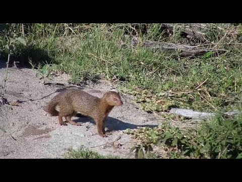 Djuma: Slender Mongoose-Pt:3 - 08:08 - 04/24/20
