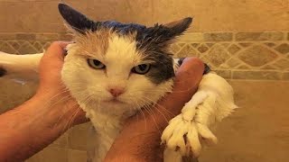 BEST Funny cat videos😆 Funny animal videos - Funny animals for November 2022