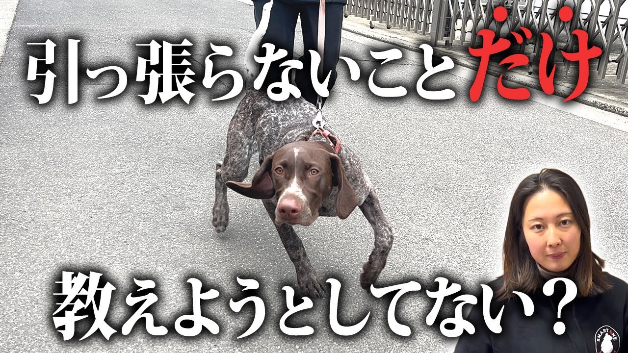 【お散歩の興奮・吠え】改善するには“歩くルール”を教えることが必要