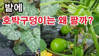 밭에 호박구덩이는 왜 팔까? (호박재배, 호박 심기, 토종 호박 심기, 개량호박 심기, 풋호박 심기, 애호박…