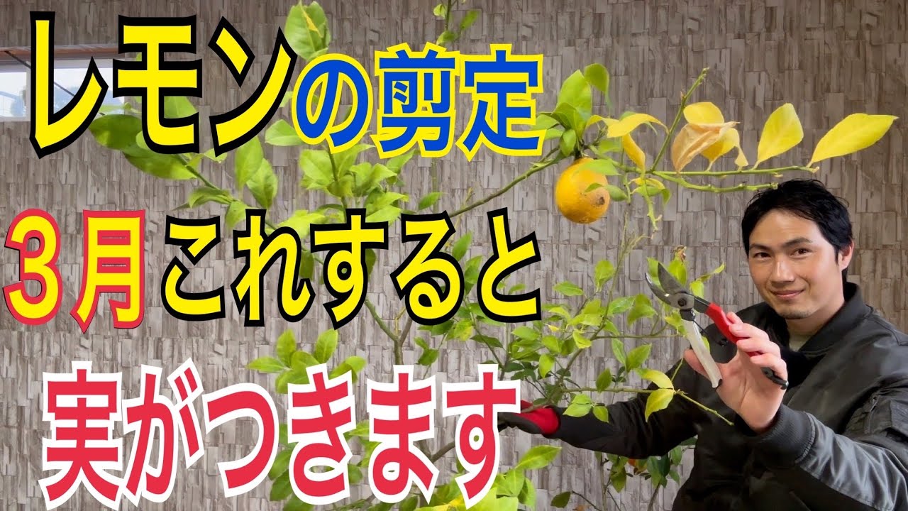 【レモン剪定】3月にこう切ると実がつきます！【園芸】【ガーデニング】