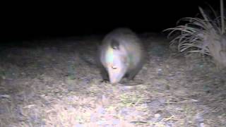 2013 12 25 Opossum stealing a pork chop
