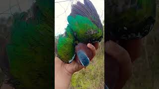 Download lagu poin burung punai tanah jantan #berburuburungpunai #burung #menjaringburung #punai #mikatburung mp3