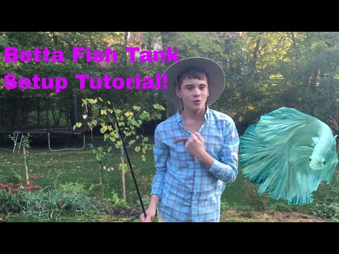 Betta Fish Tank Setup Tutorial!