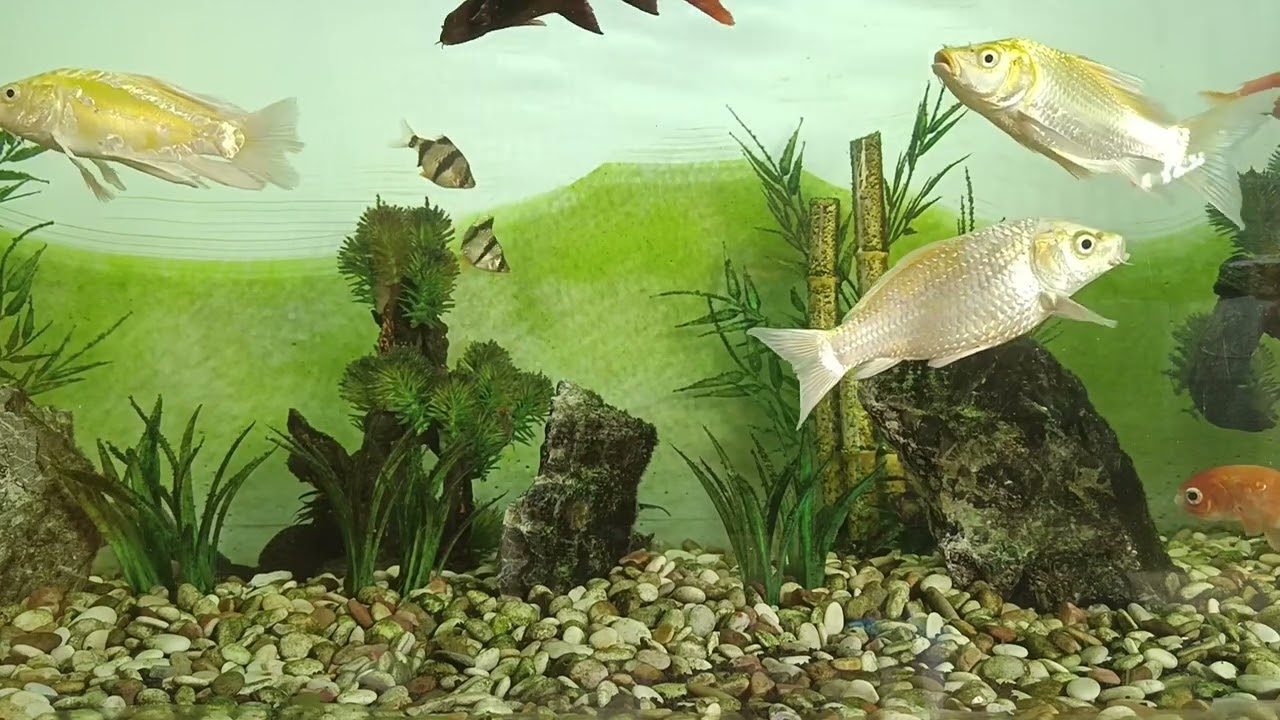 the sound of aquarium water!! hypnotic!! instantly fell asleep soundly😴