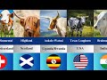 Top Famous Cattle Breeds From Different Countries Revealed Cattle Origins