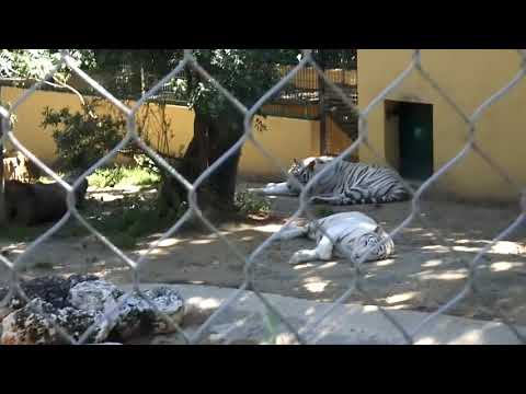 Zoo Lissabon Lisbon 2019 white tigers