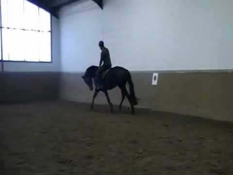 Emili, 4j. Stute von Ehrenpreis