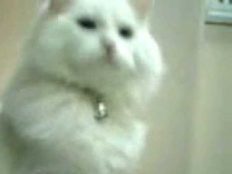 funny cat