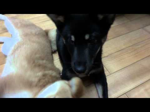 砰不死的koyo醬(原發表者:KuYo麻)(影片)