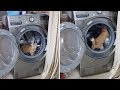 Cat Runs In Washing Machine Drum