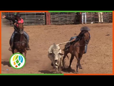 Gana Pinar del Río competencia triangular de rodeo occidental
